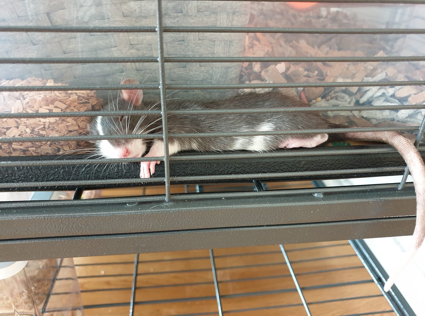 Råtta som sover i sin bur